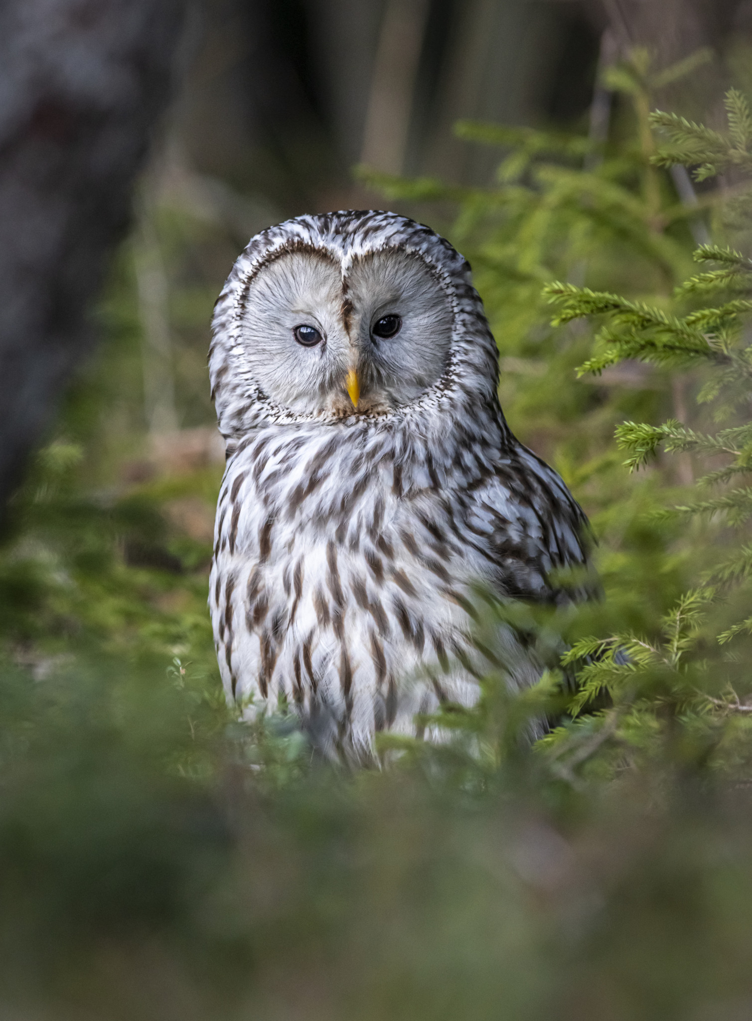 Händkakk, Ural owl (Strix uralensis)