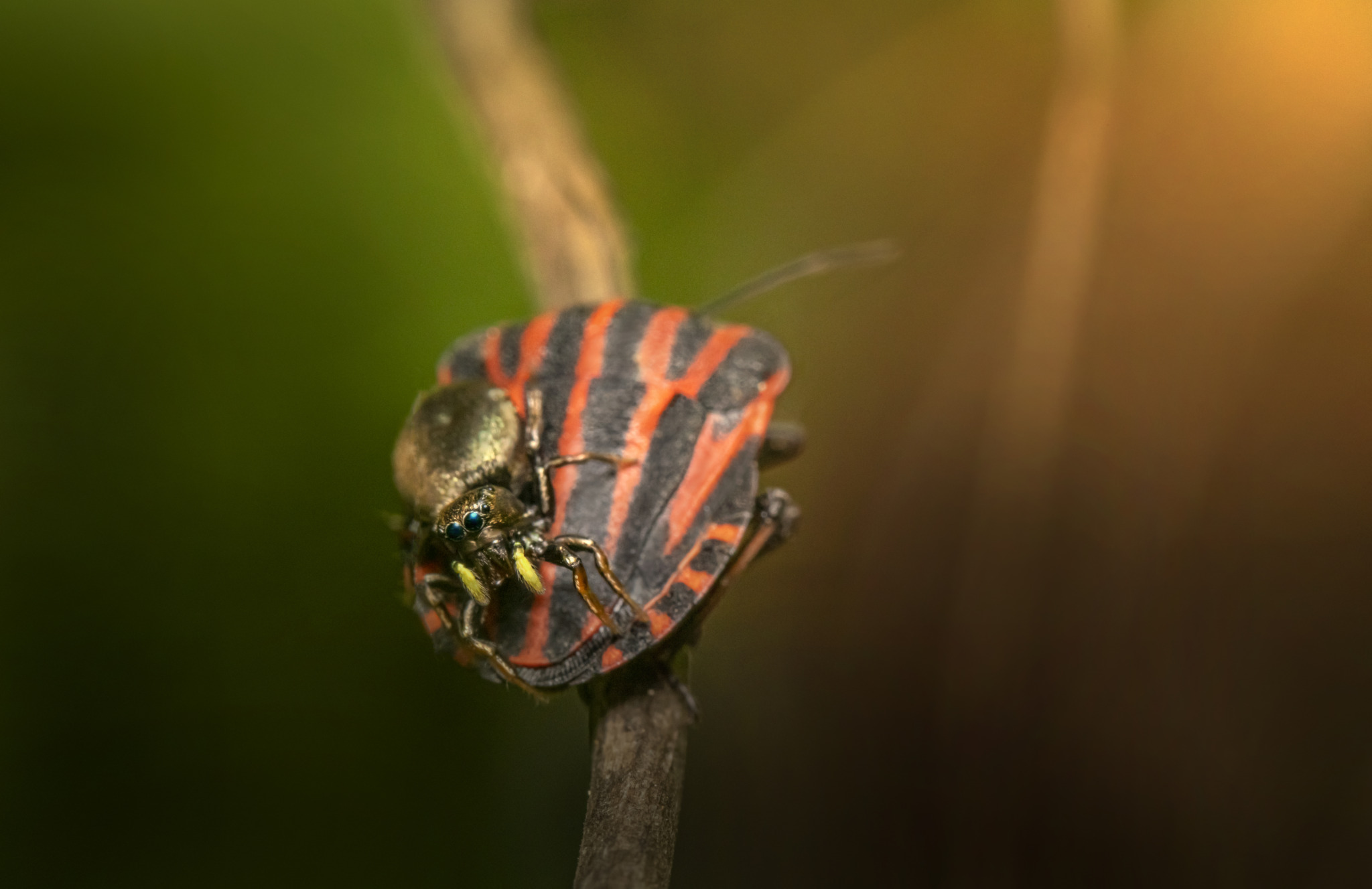 Shield bug and jumping spider