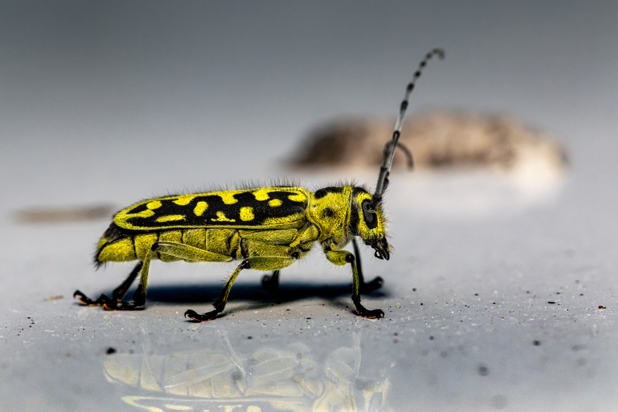 Longhorn beetle (Saperda scalaris)