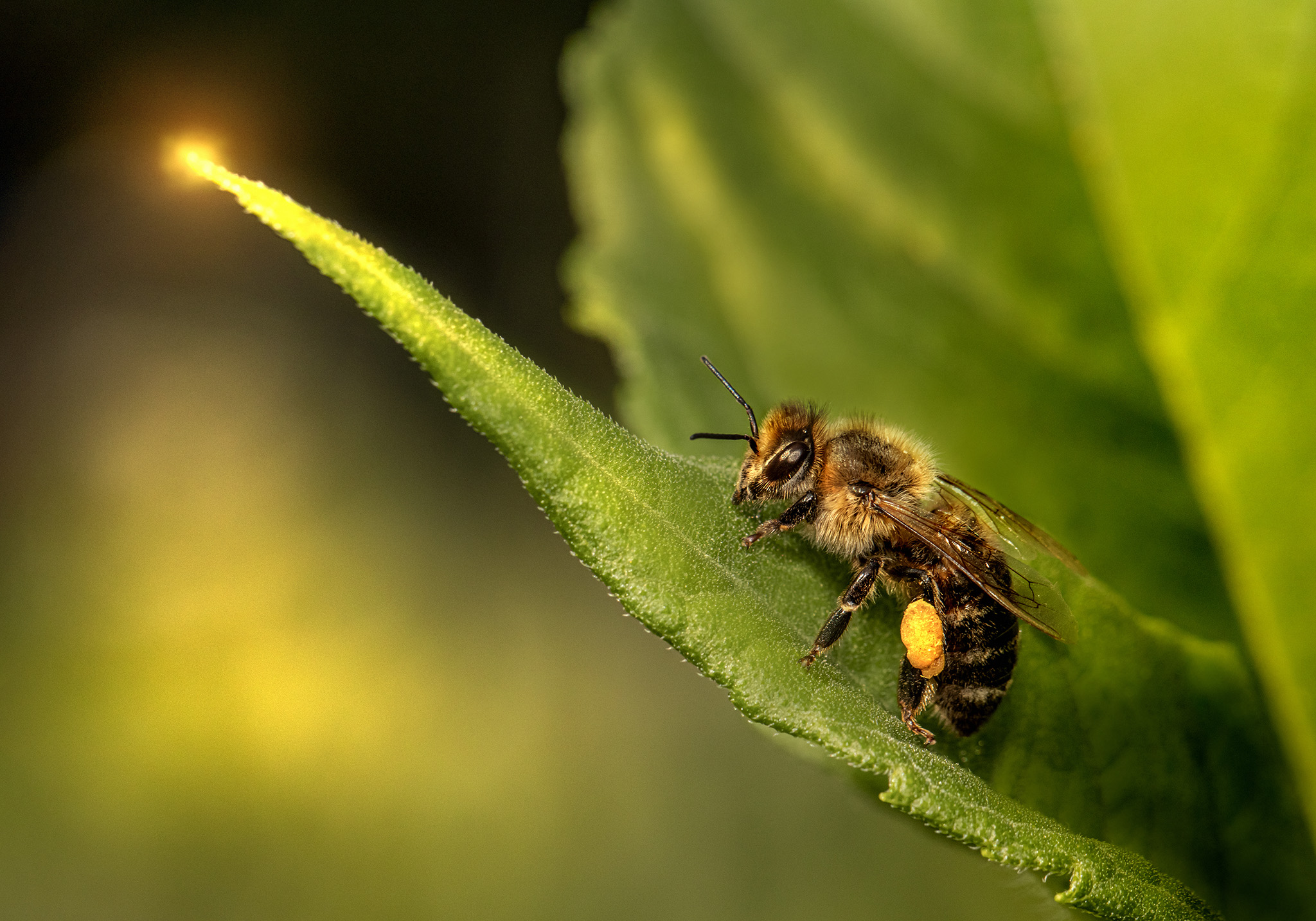western honey bee (Apis mellifera)