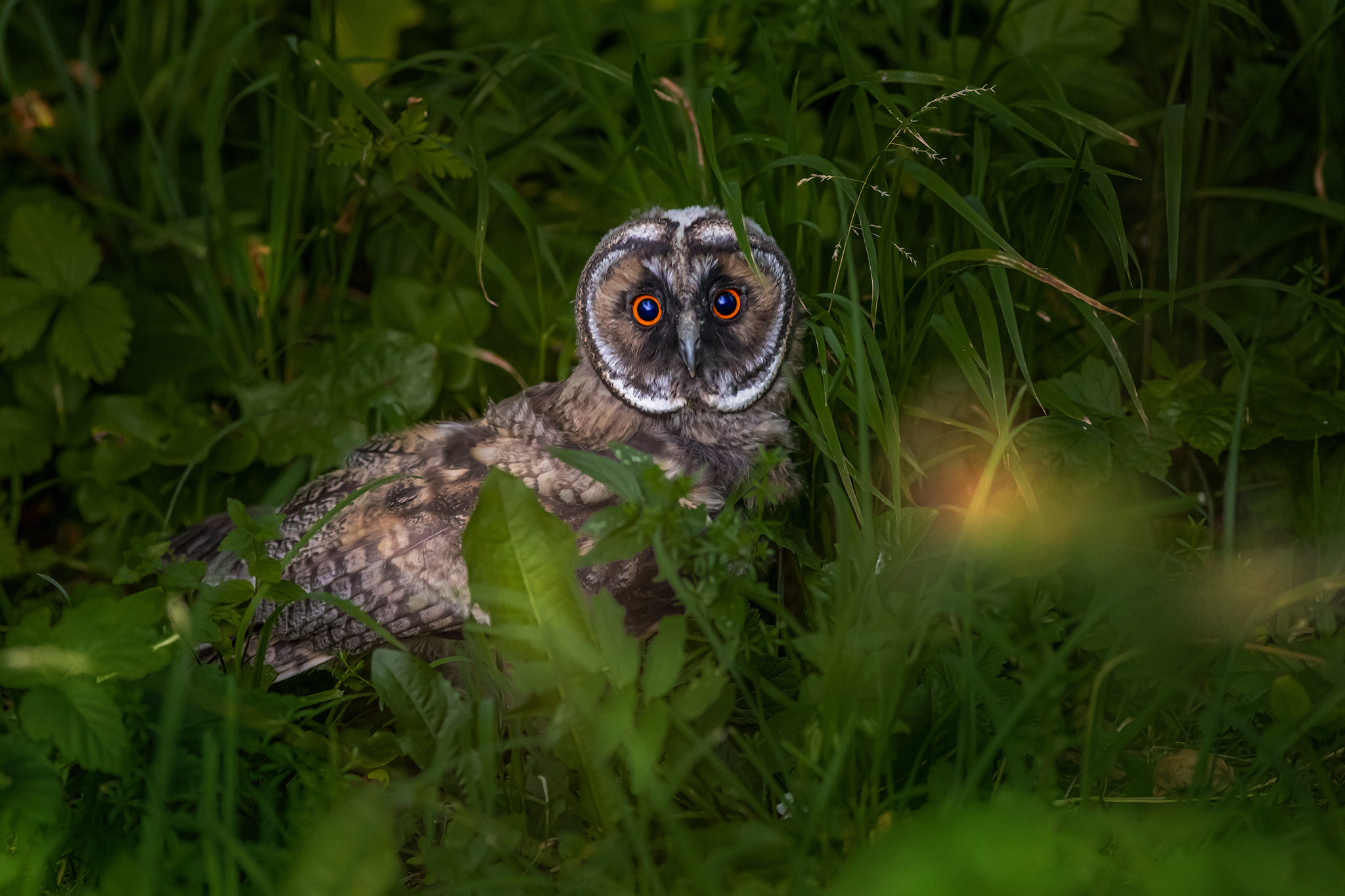 Long-eared owl (Asio otus)