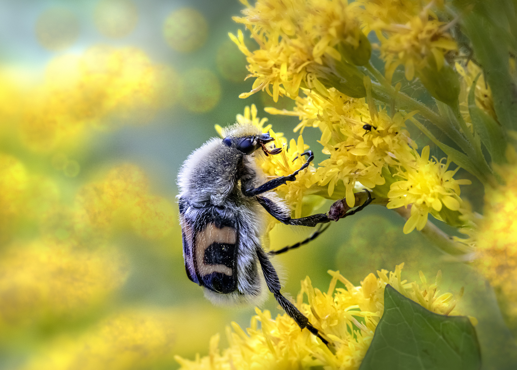 Eurasian bee beetle (Trichius fasciatus)