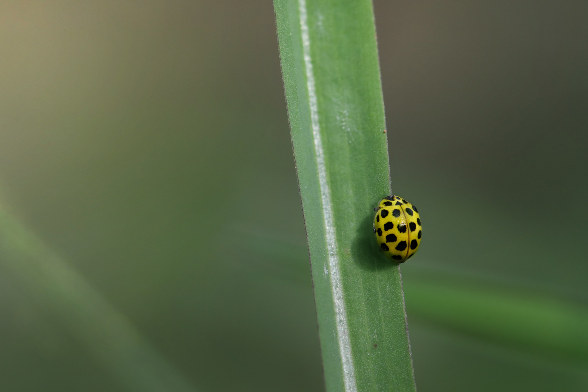 22-spot ladybird (Psyllobora vigintiduopunctata)