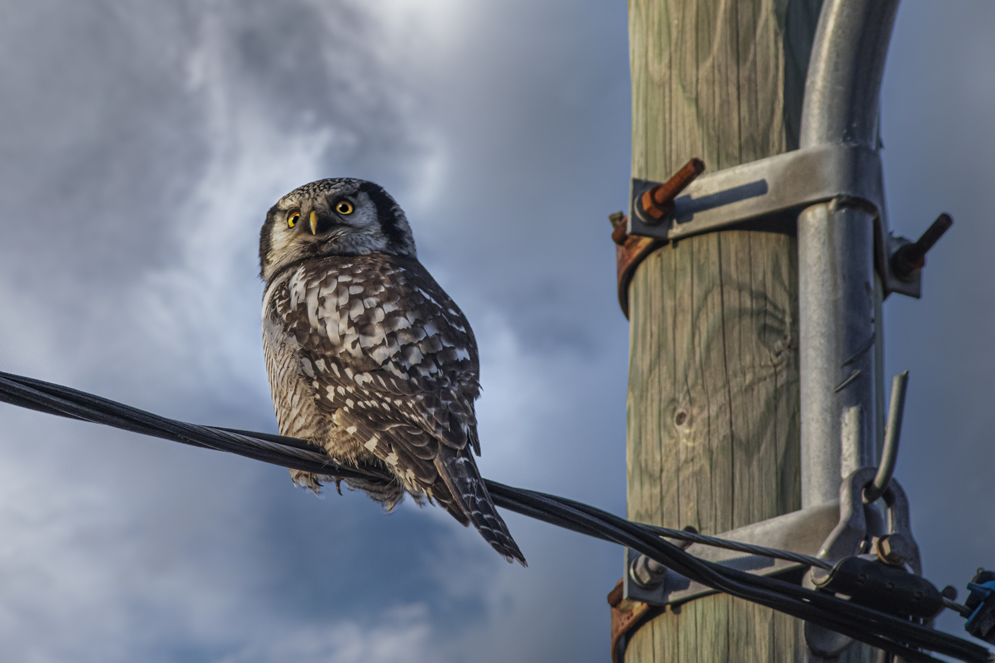 Vöötkakk, Northern Hawk-owl (Surnia ulula)