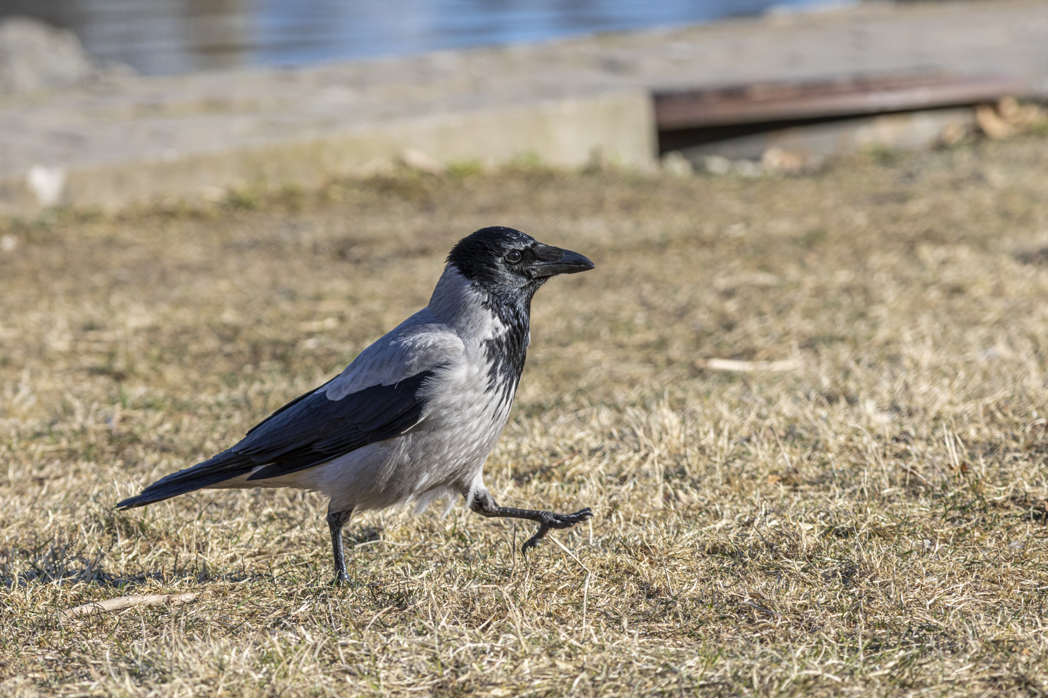 Hallvares, Hooded Crow (Corvus cornix)