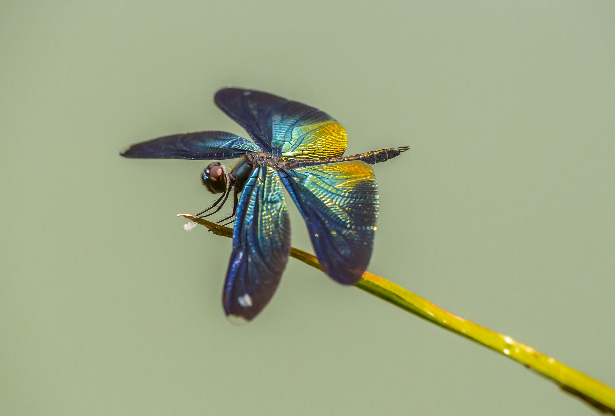 greater blue wing, (rhyothemis plutonia)