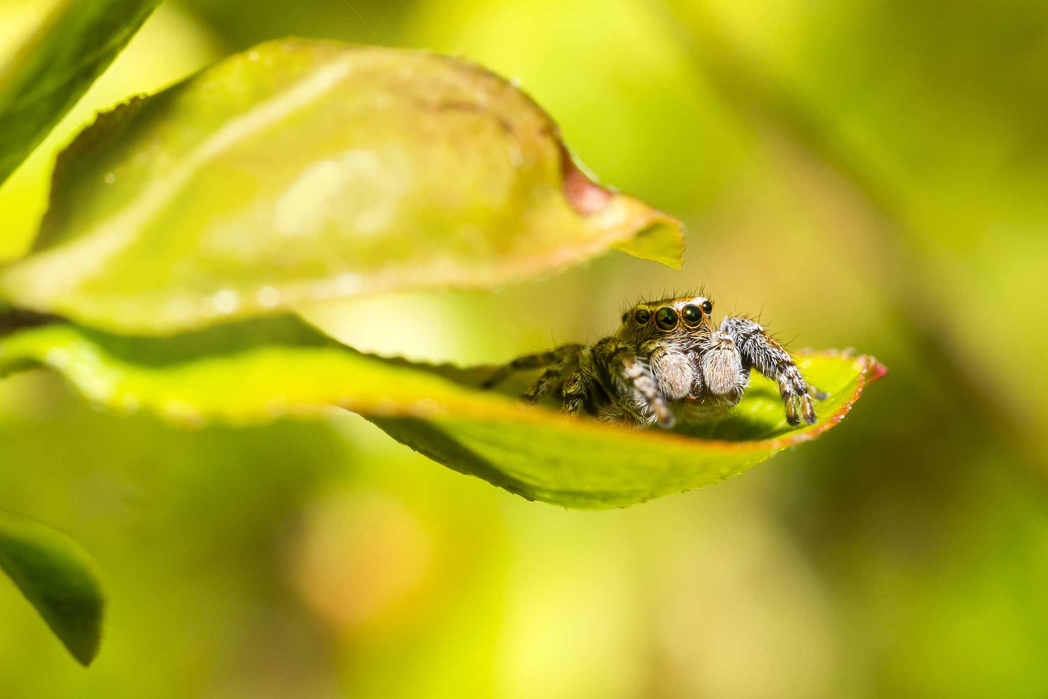 portrait of a jumping spider