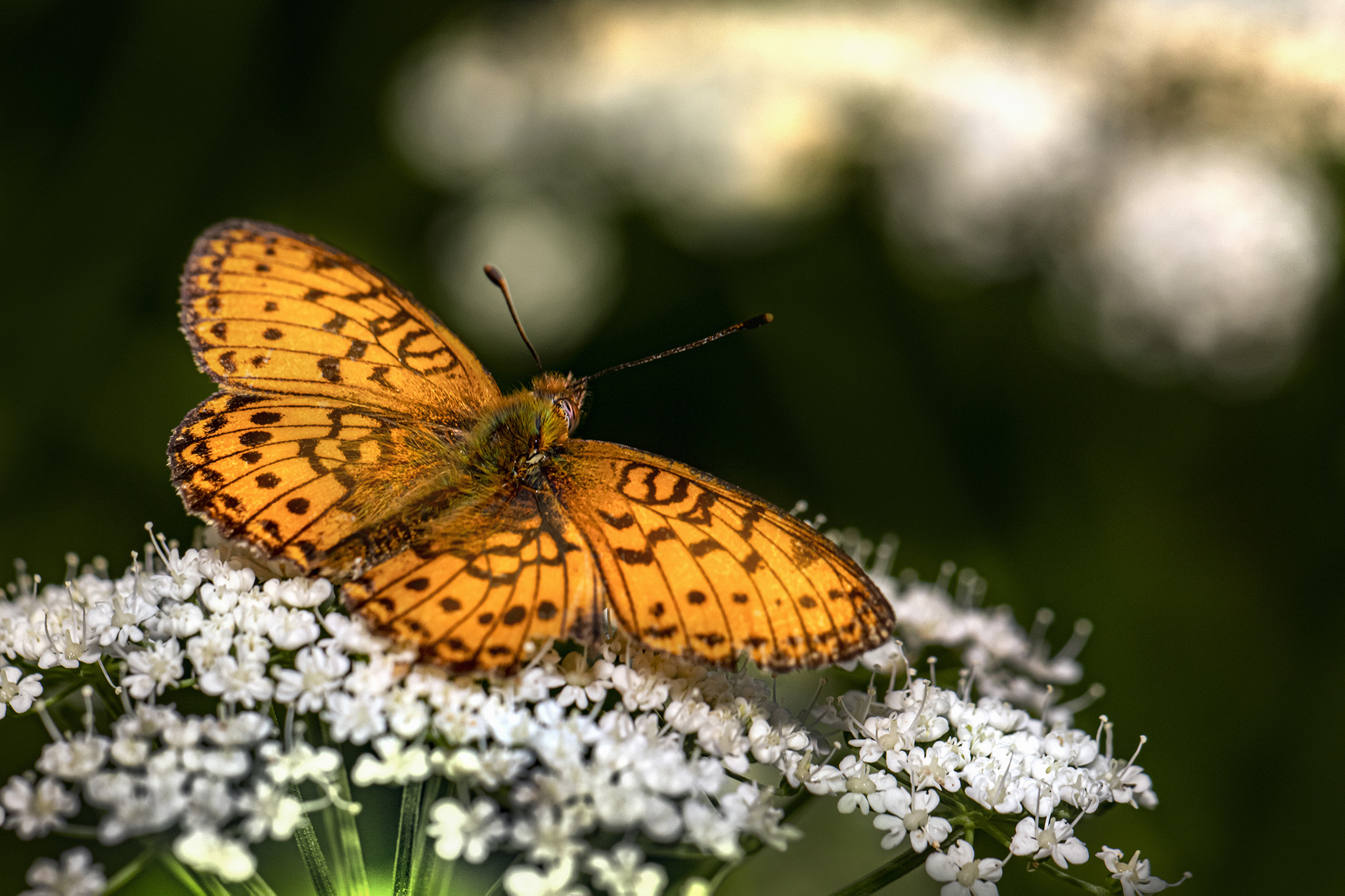 Lesser marbled fritillary (Brenthis ino)
