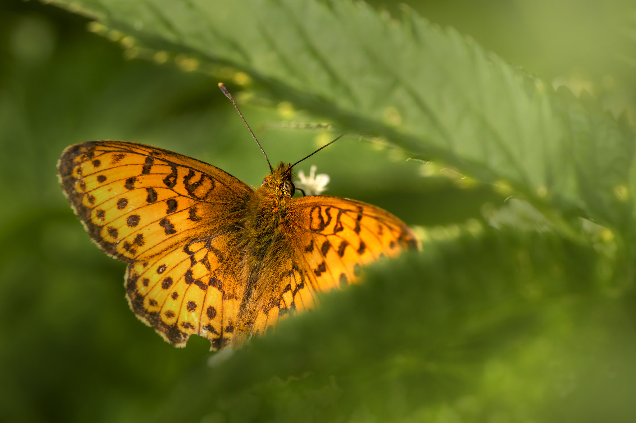 Lesser marbled fritillary (Brenthis ino)