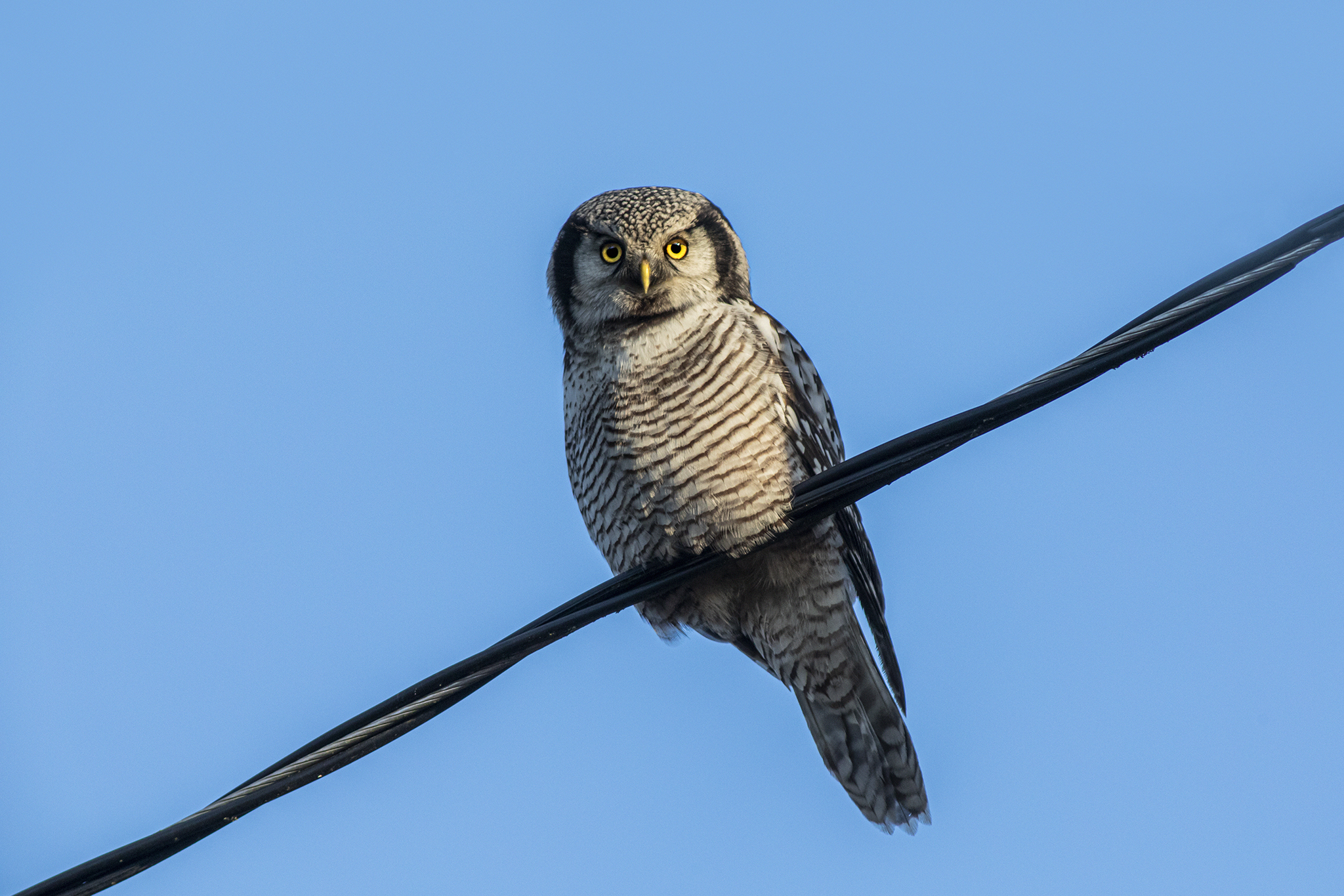 Vöötkakk, Northern Hawk-owl (Surnia ulula)