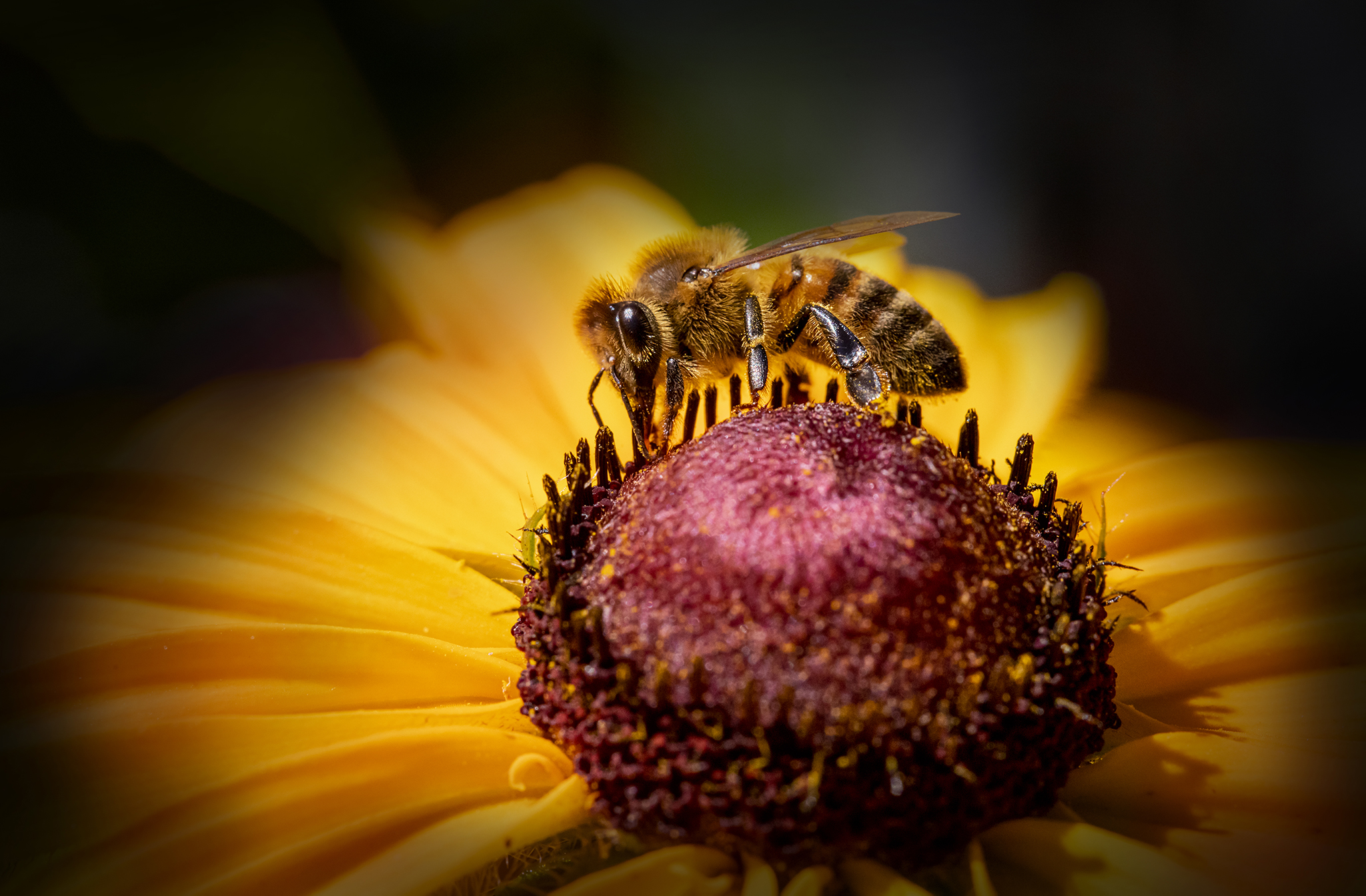 Western honey Bee (Apis mellifera)
