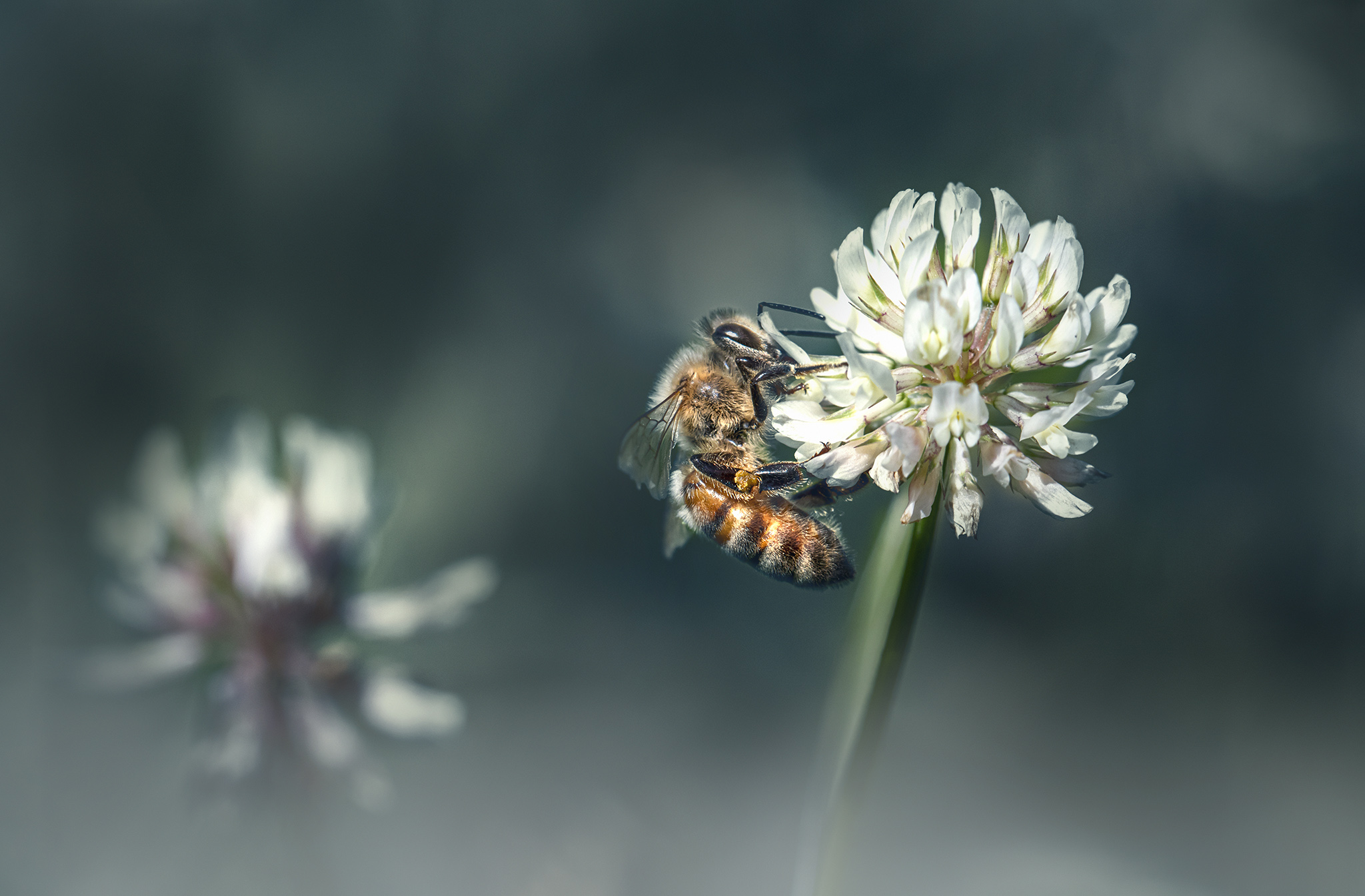 Western honey bee (Apis mellifera)