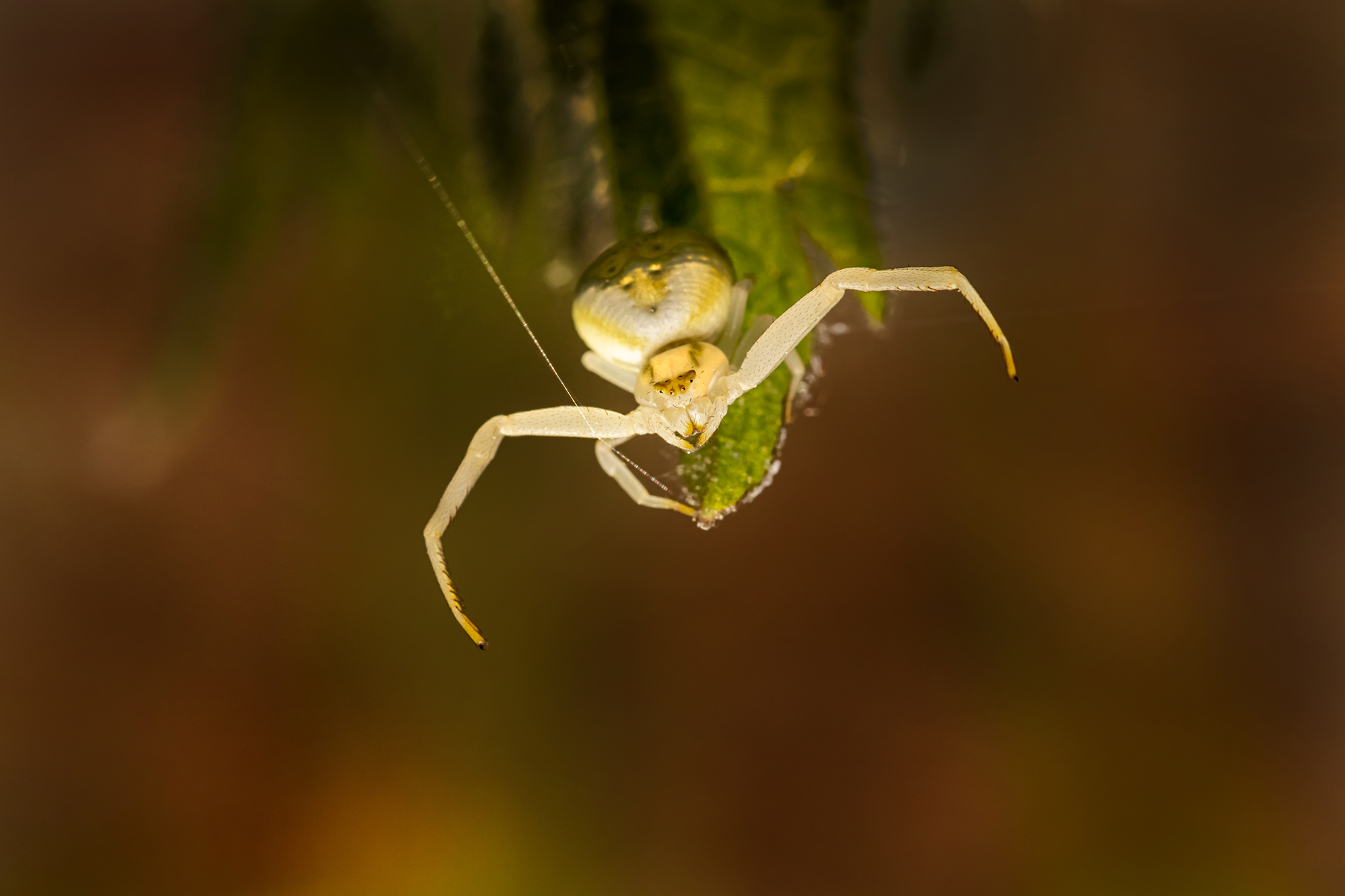 Goldenrod crab spider (Misumena Vatia)