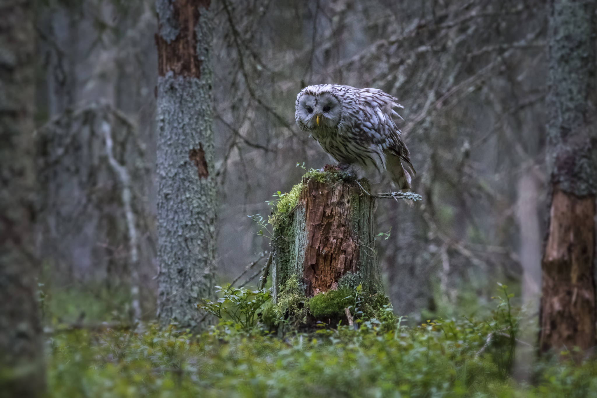 ural owl (strix uralensis)