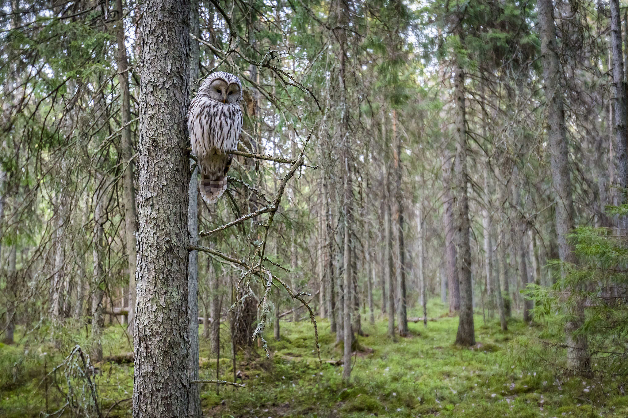 ural owl (strix uralensis)
