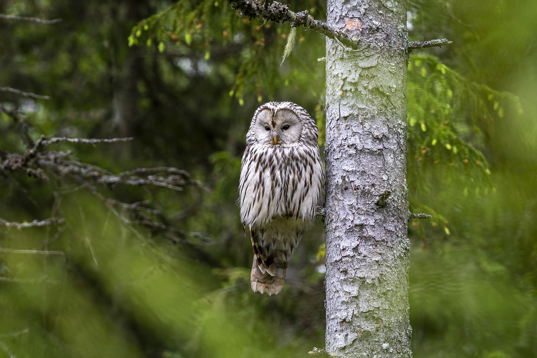 Händkakk, Ural owl (Strix uralensis)