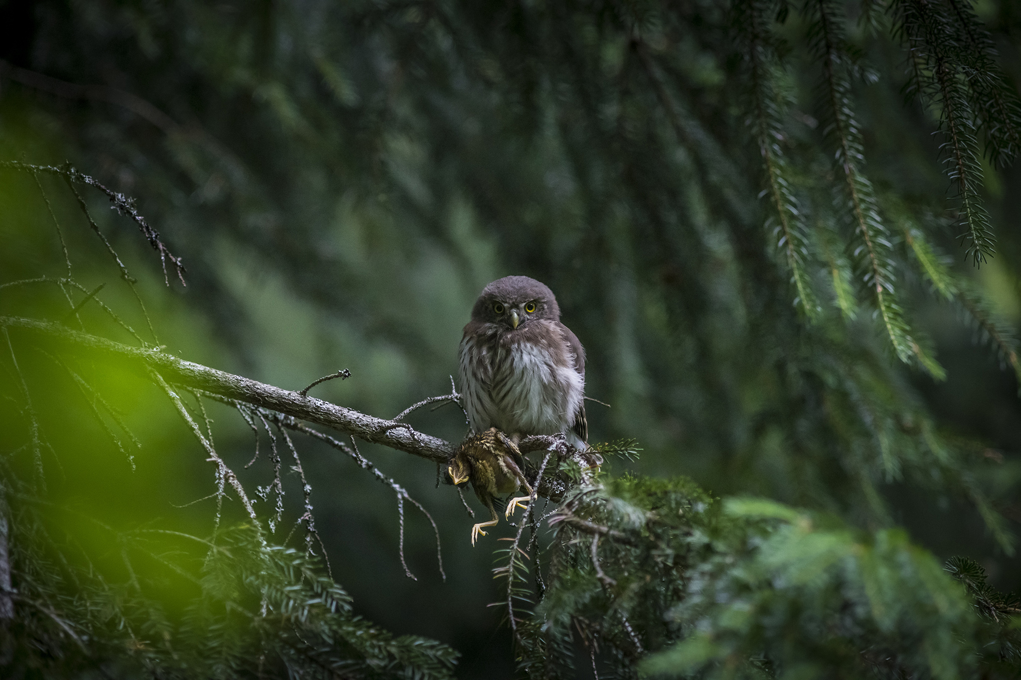 Eurasian pygmy owl (Glaucidium passerinum)