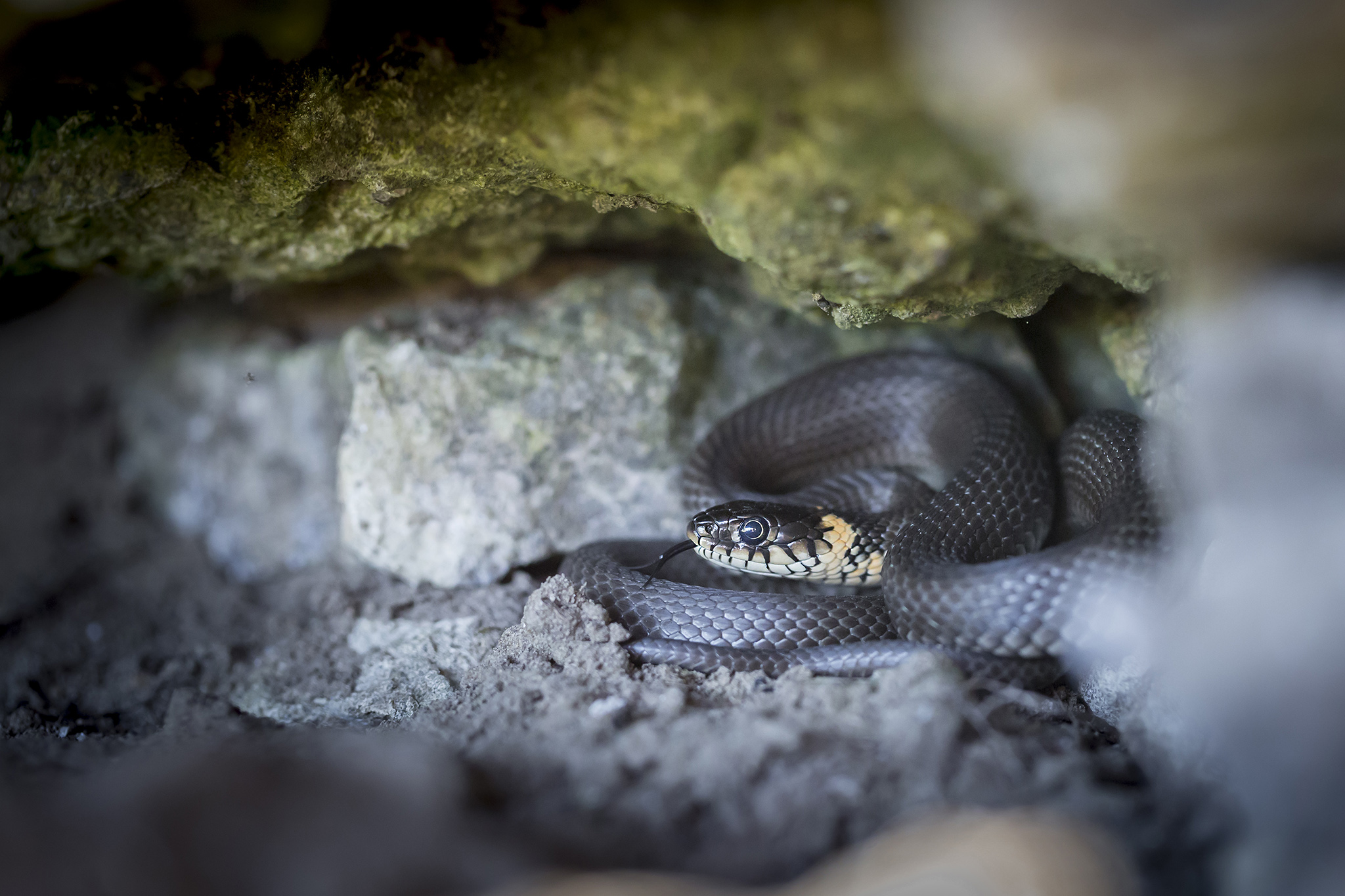 64Grass snake (Natrix natrix)