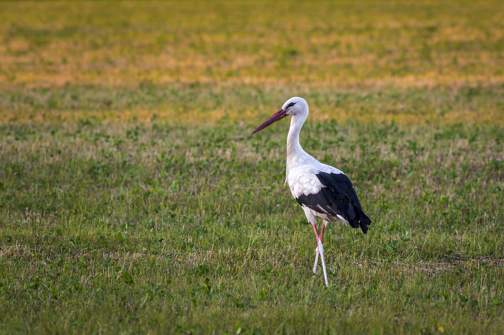 Valge toonekurg, White stork (Ciconia ciconia)