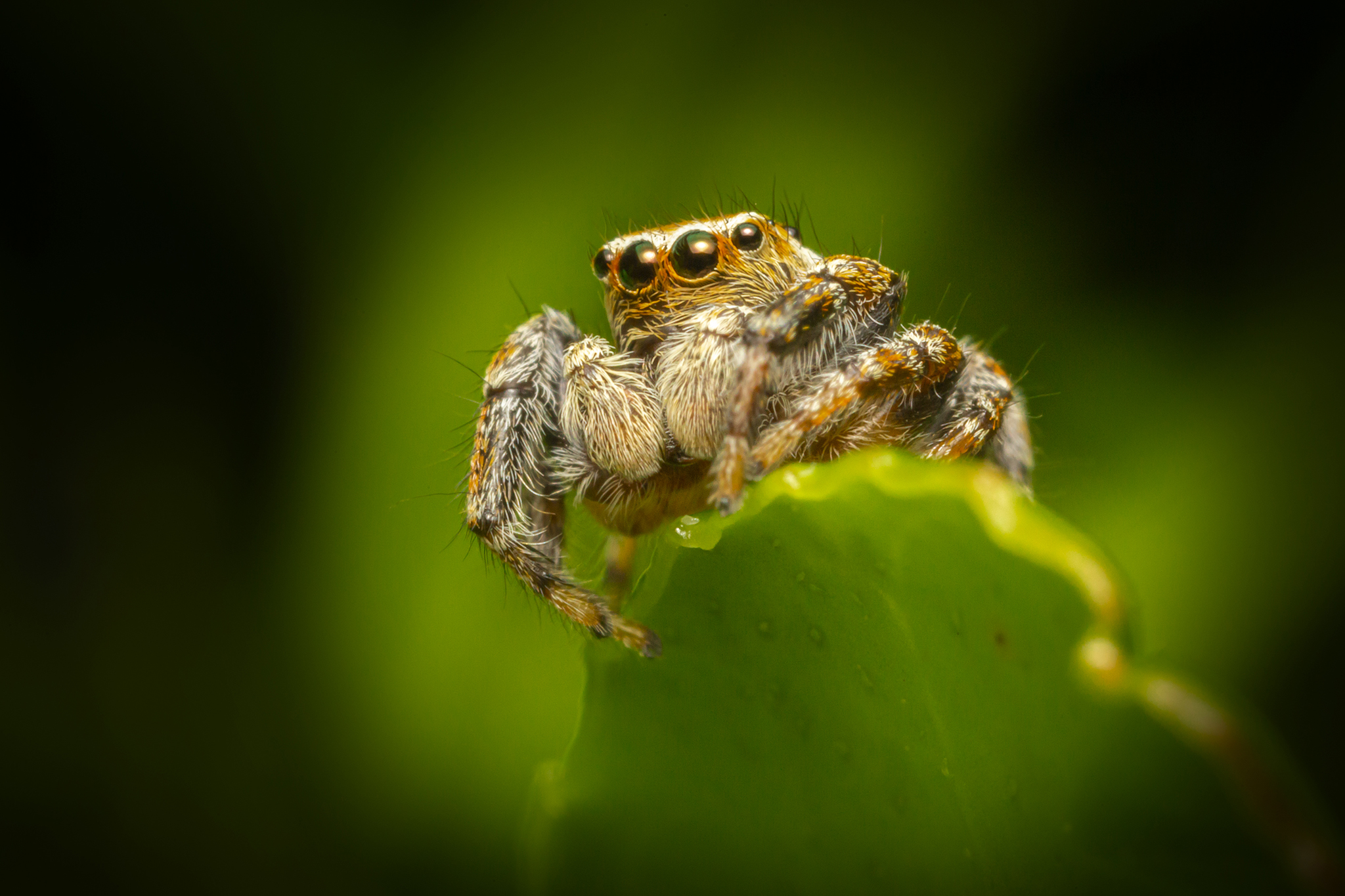 portrait of a jumping spider