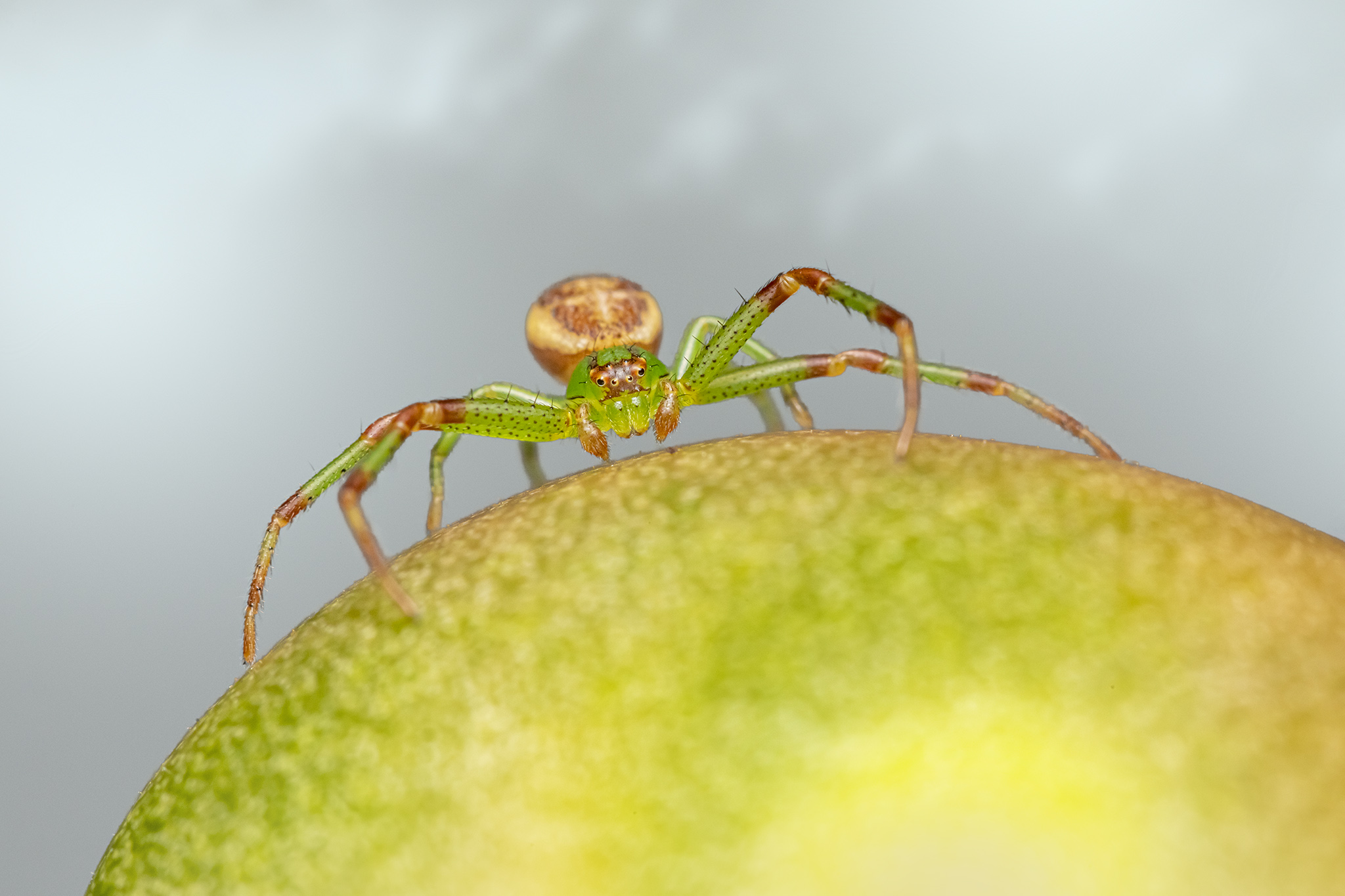 Green crab spider (Diaea dorsata)