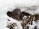 American mink (Neogale vison)