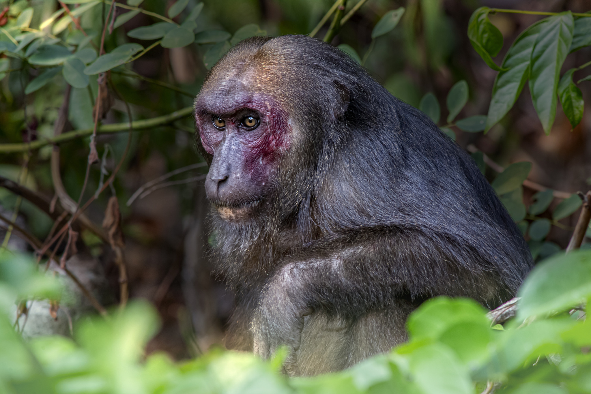 Stump-tailed macaque