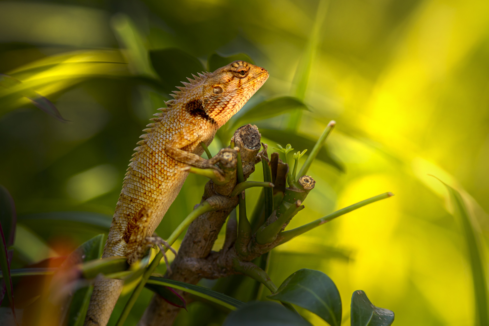 Oriental garden lizard (Calotes vesicolor)