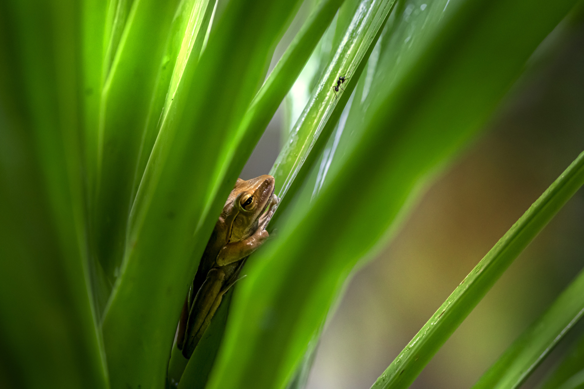 Thailand frog