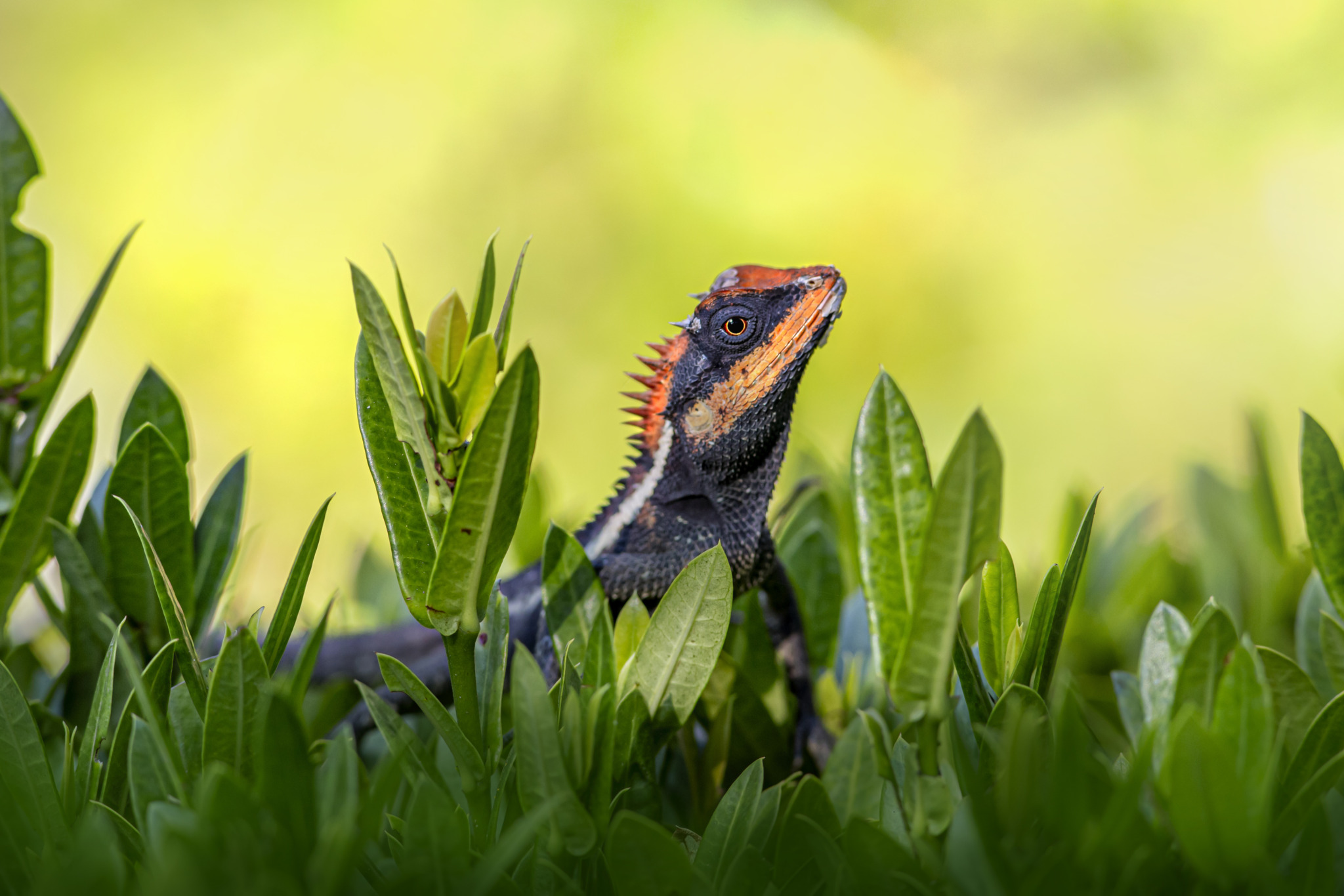 Emma gray's forest lizard