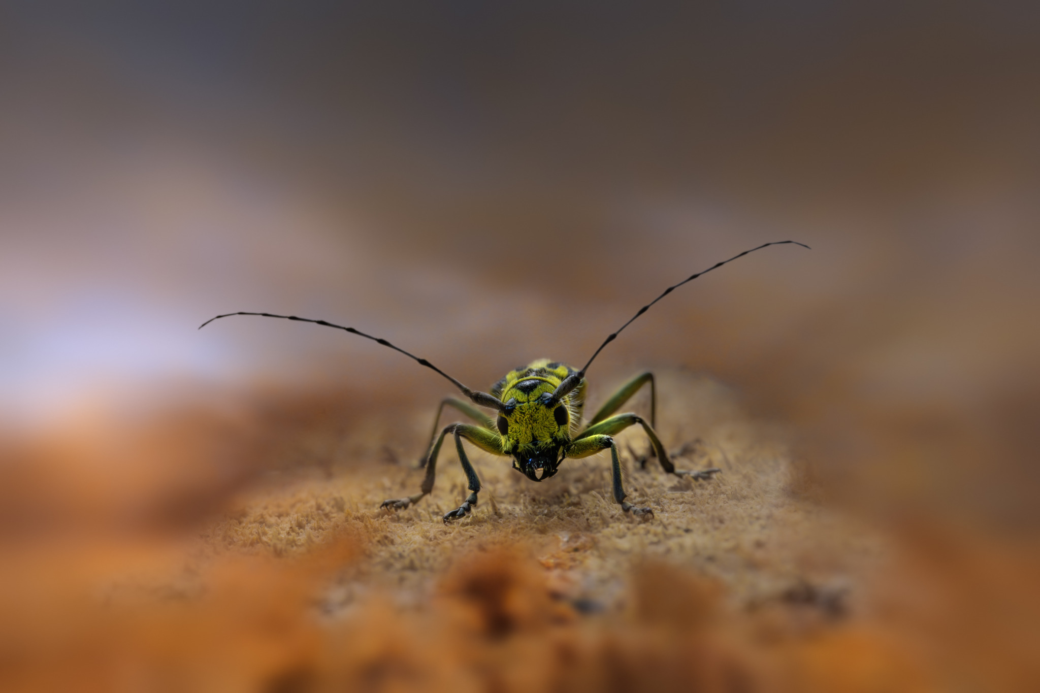 Longhorn beetle (Saperda scalaris)