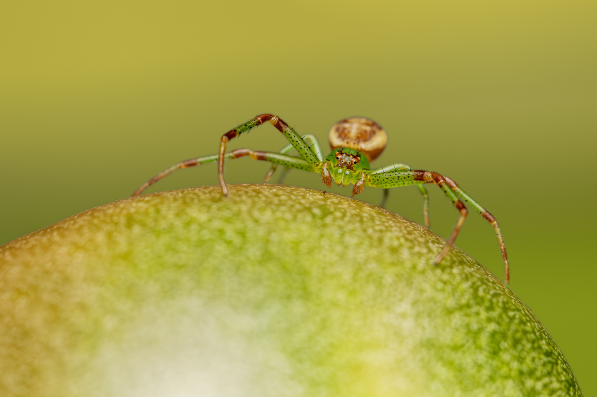 Green crab spider (Diaea dorsata)
