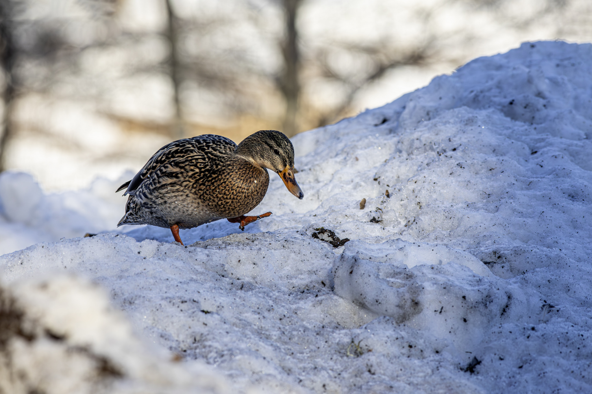 Female duck in snow