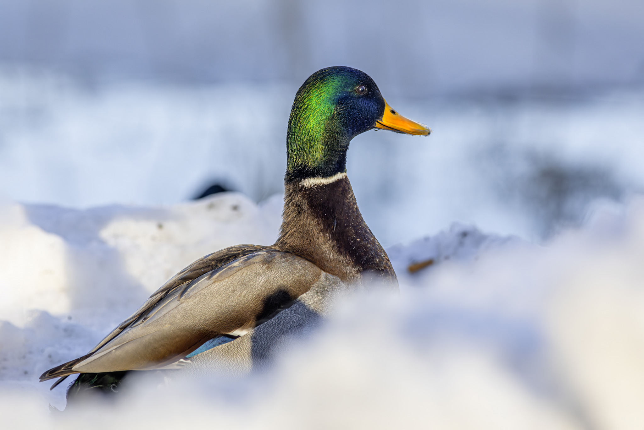 Male duck in snow