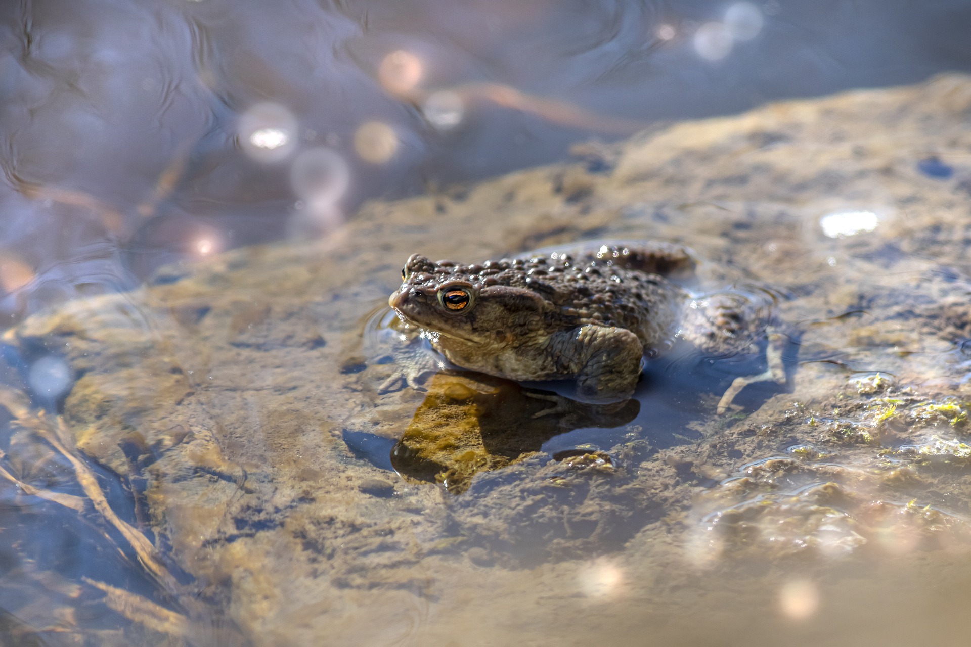 Frog, Pond, Water