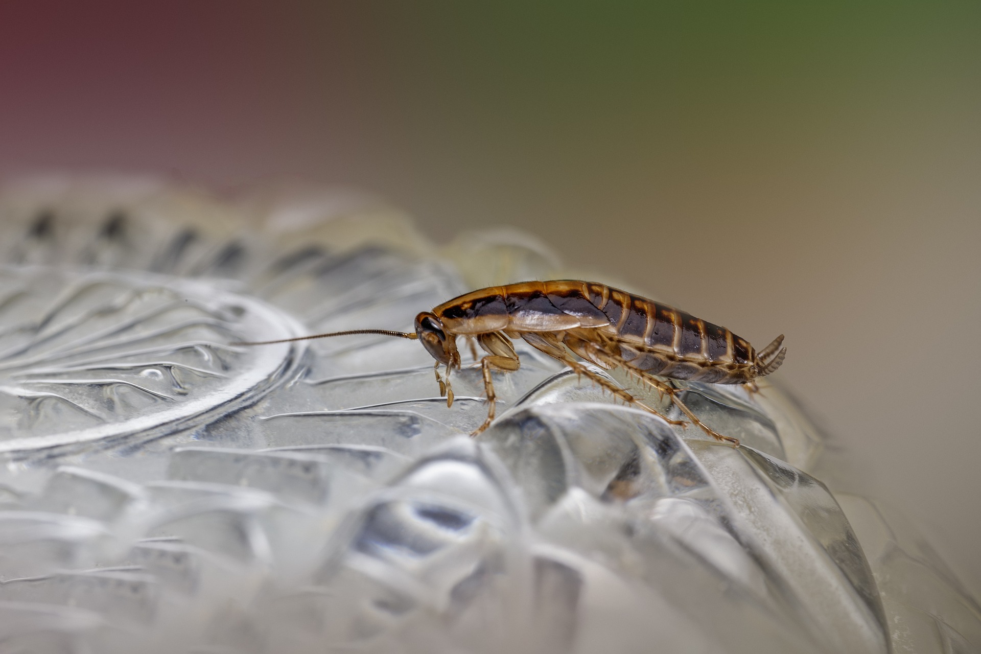 German cockroach (Blattella germanica)