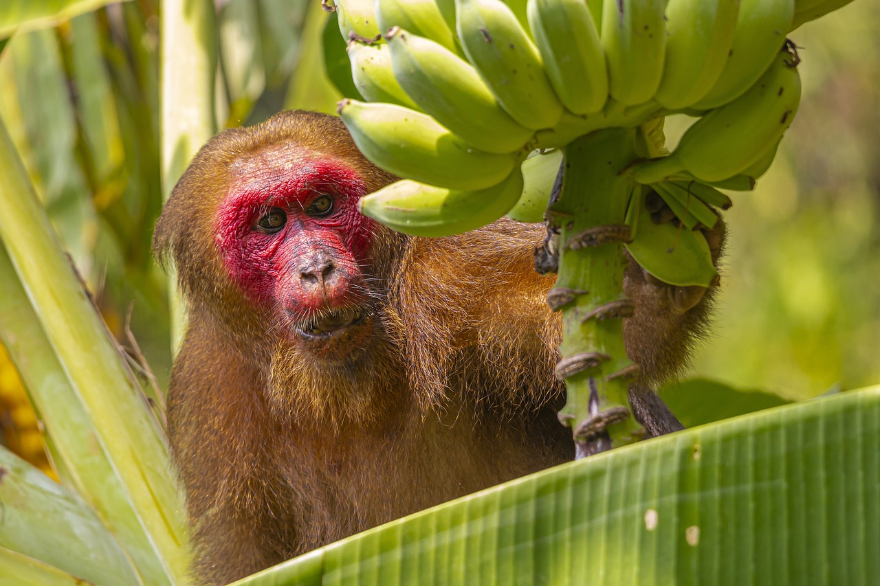 Stump-tailed macaque, Macaca arctoides