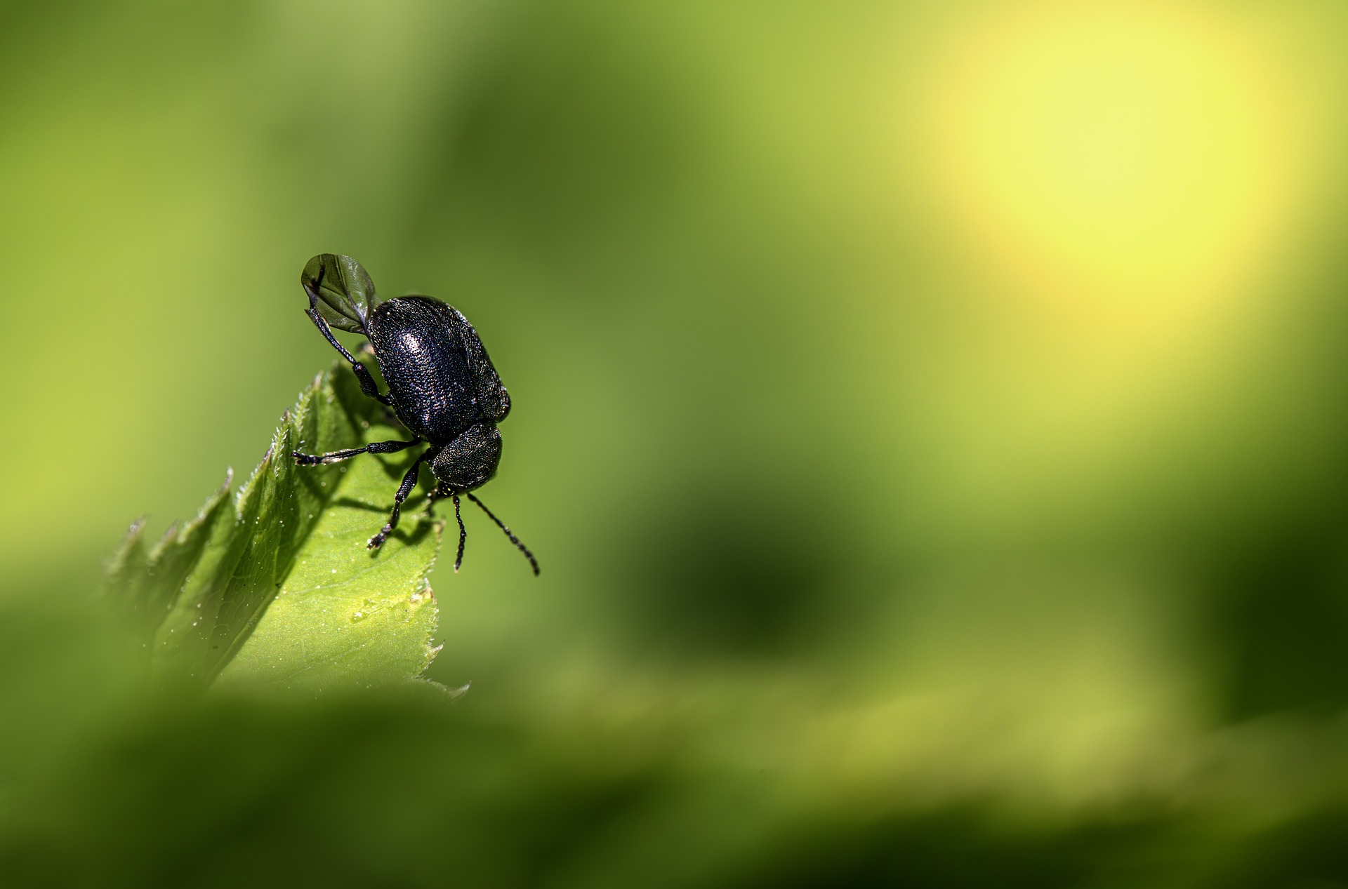 Black Beetle, Bug