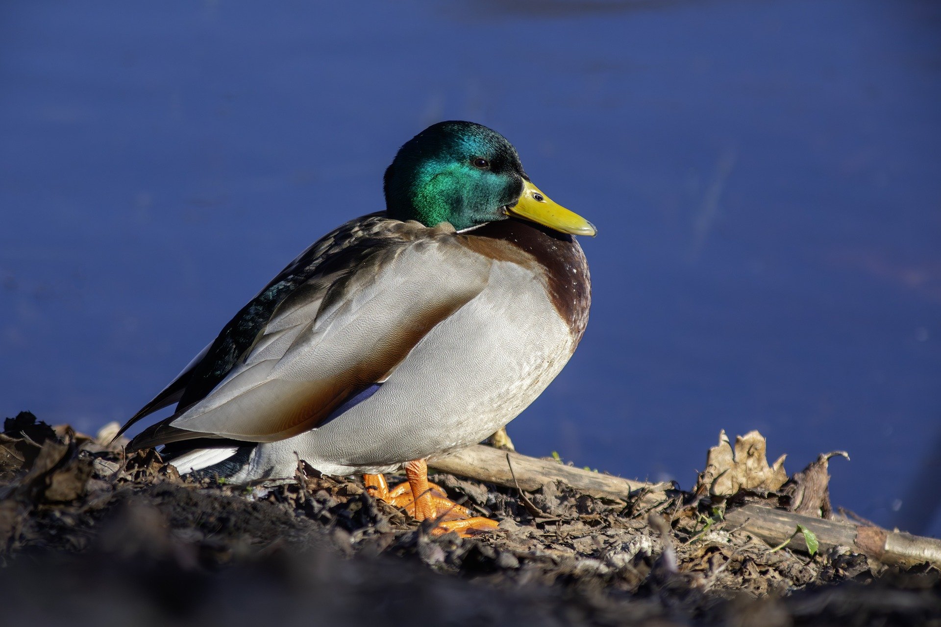 Mallard or wild duck (Anas platyrhynchos)
