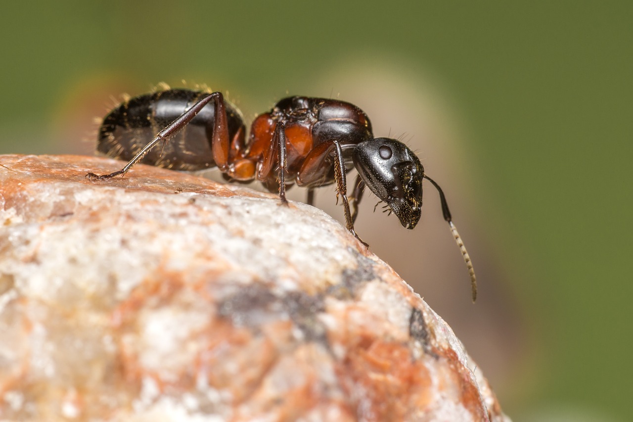 Ant (Formicidae)