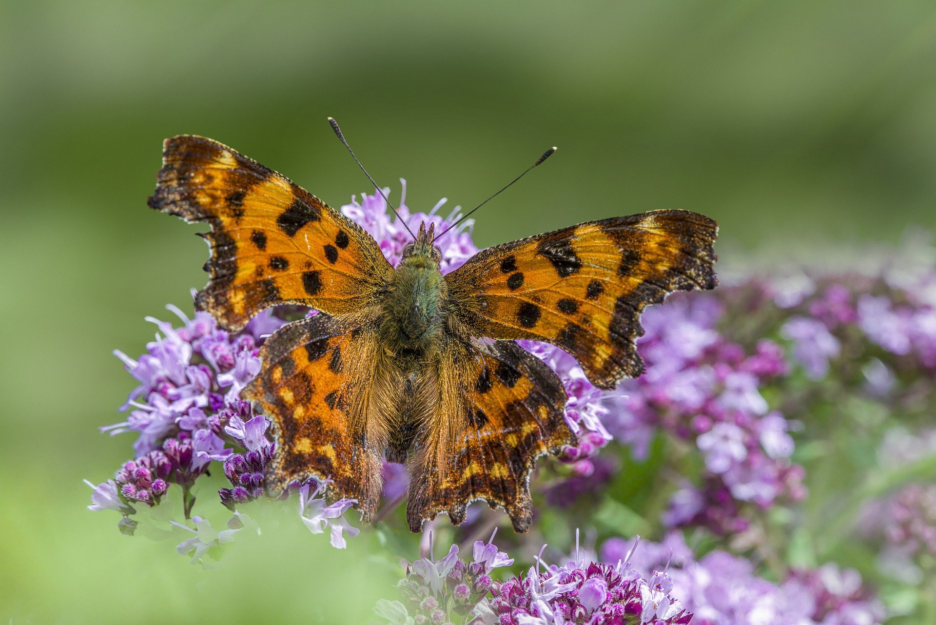 Comma butterfly (Polygonia c-album)