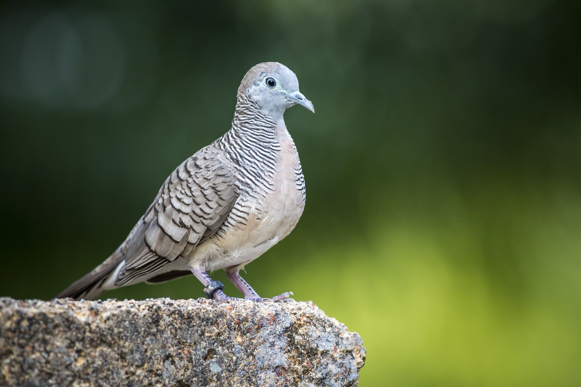 Chinese Spotted Dove (Spilopelia chinensis)