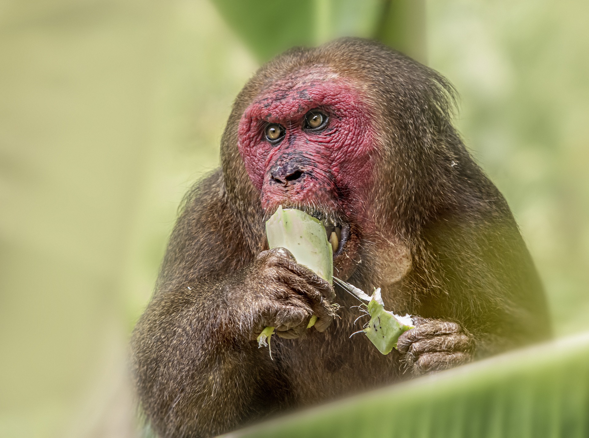 Stump-tailed macaque (Macaca arctoides)