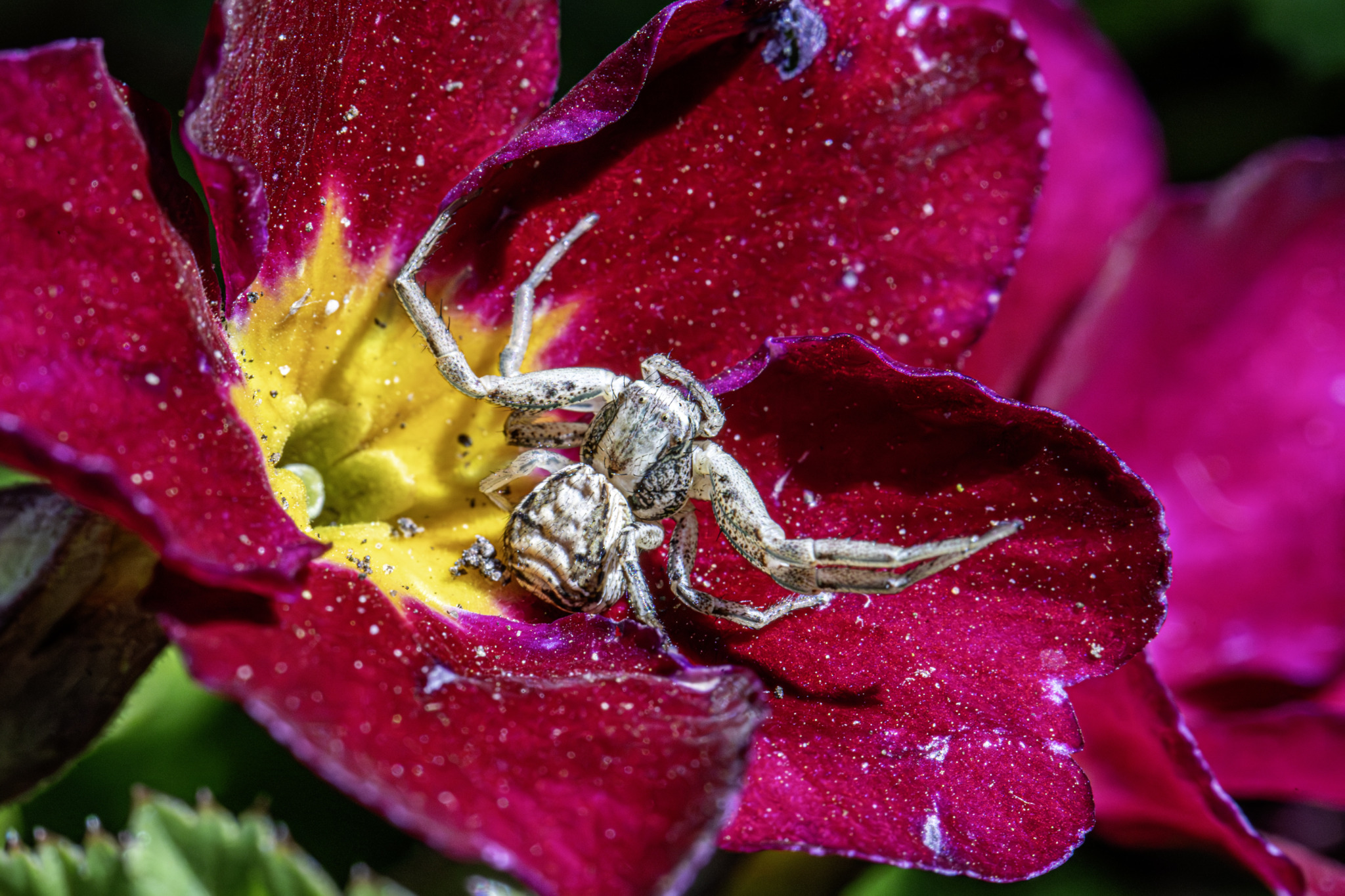 Ground crab spider (Xysticus cristatus)
