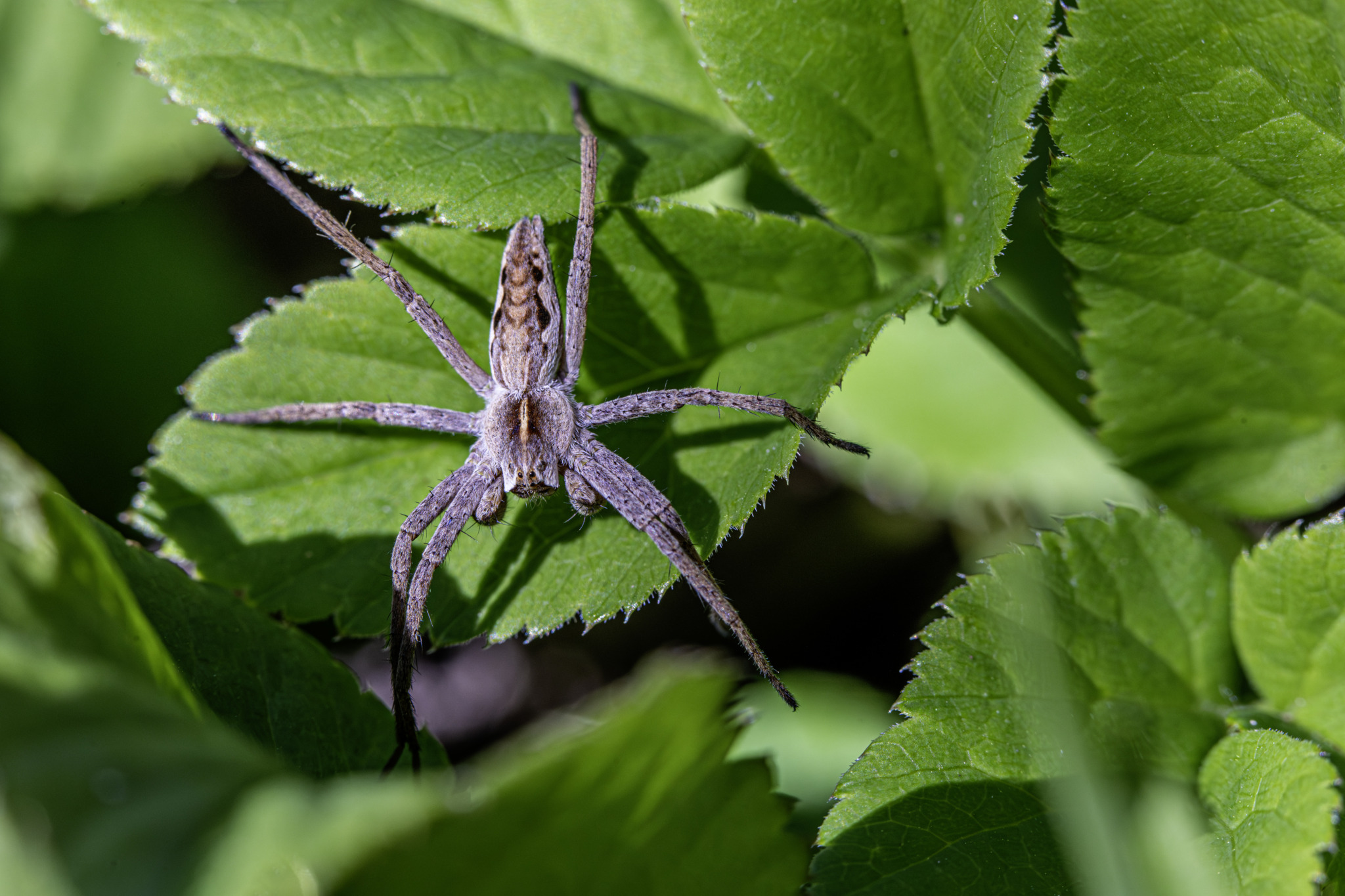 European nursery web spider (Pisaura mirabilis)
