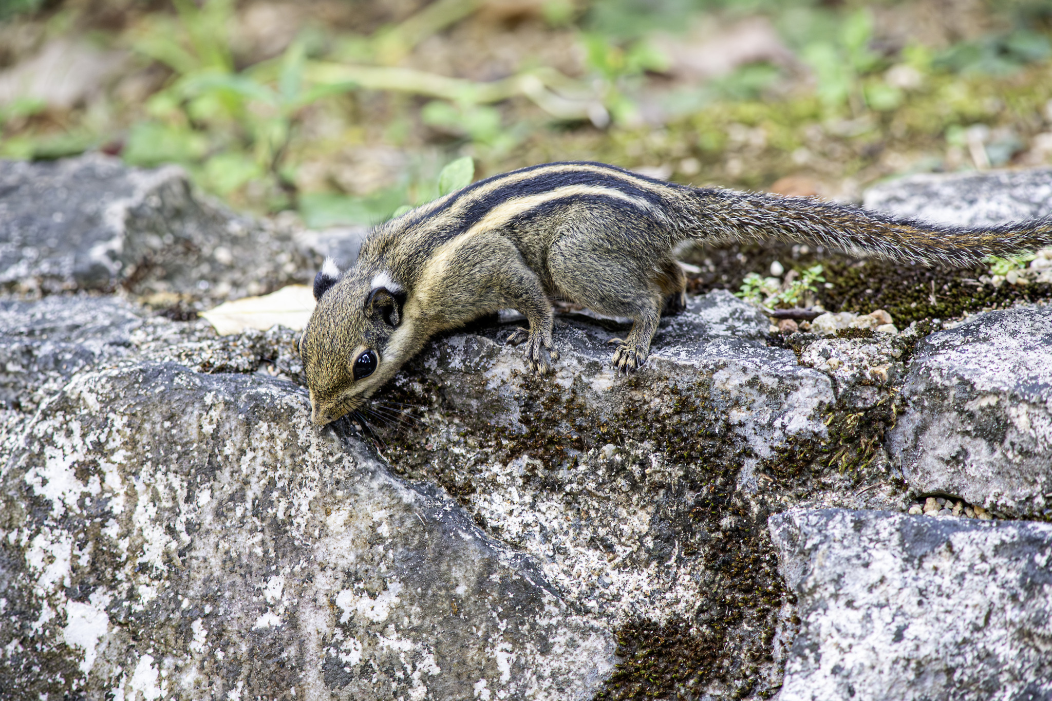 Himalayan striped squirrel (Tamiops mcclellandii)