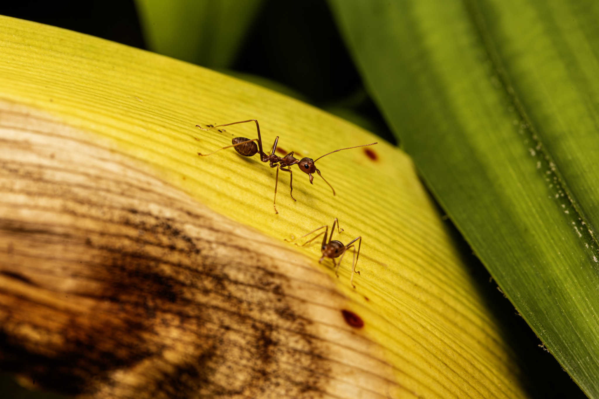 Weaver ant (Oecophylla smaragdina)