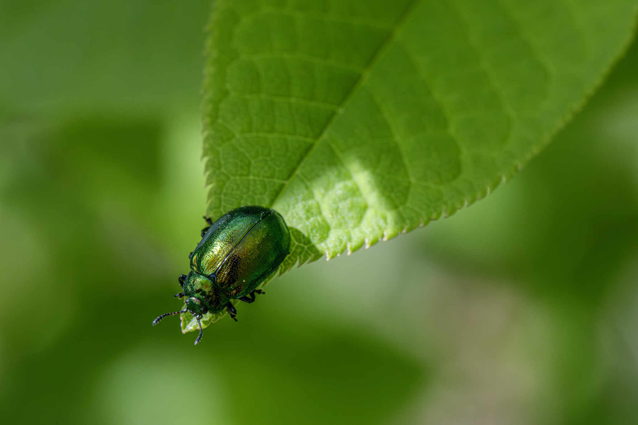 Leaf beetle (Plagiosterna aenea)