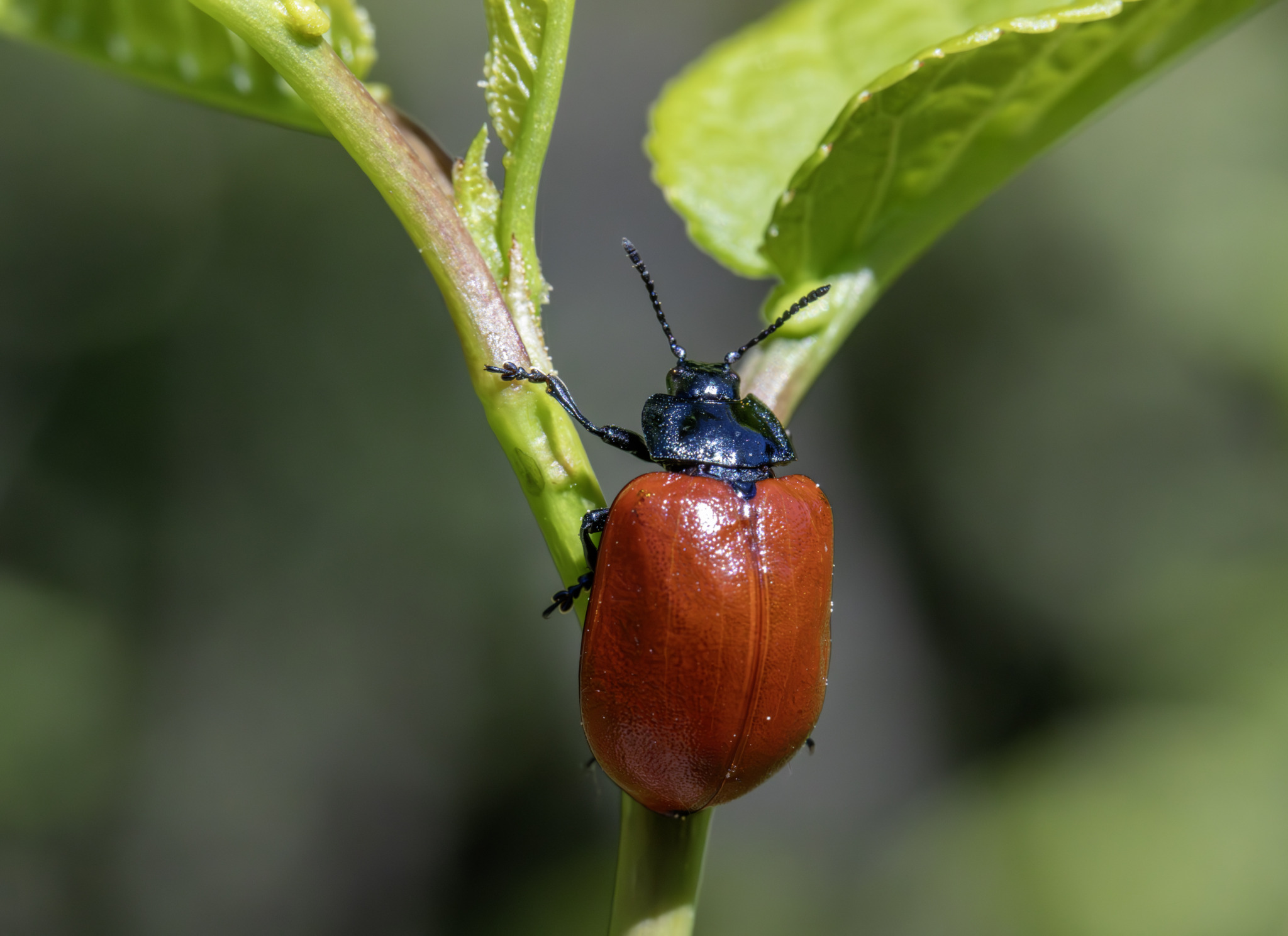 Red poplar leaf beetle (Chrysomela populi)