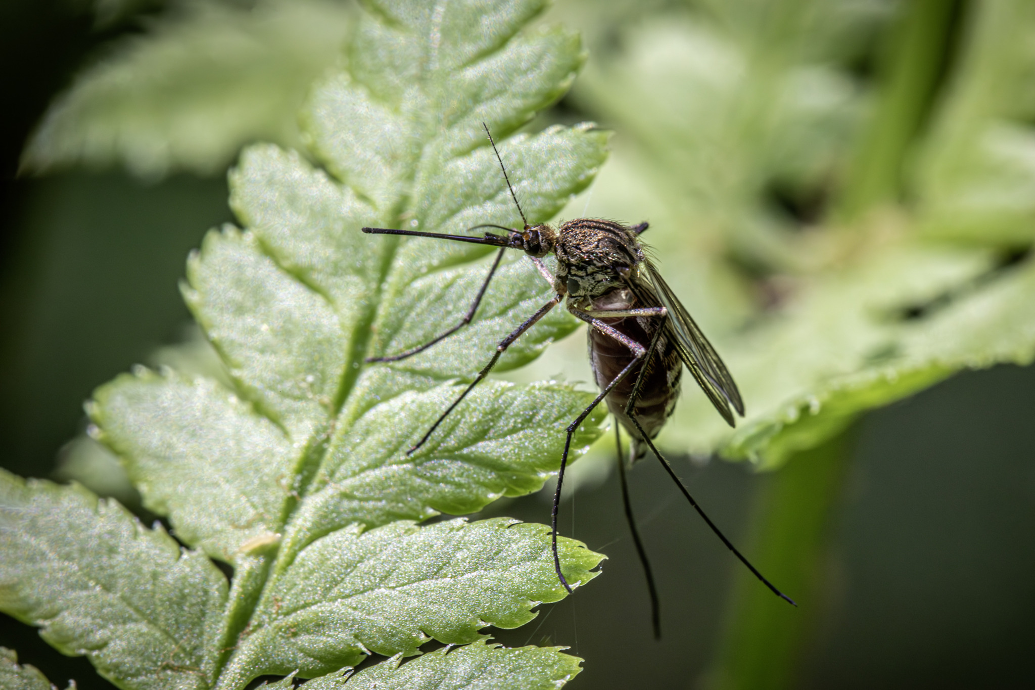 Inland floodwater mosquito (Aedes vexans)